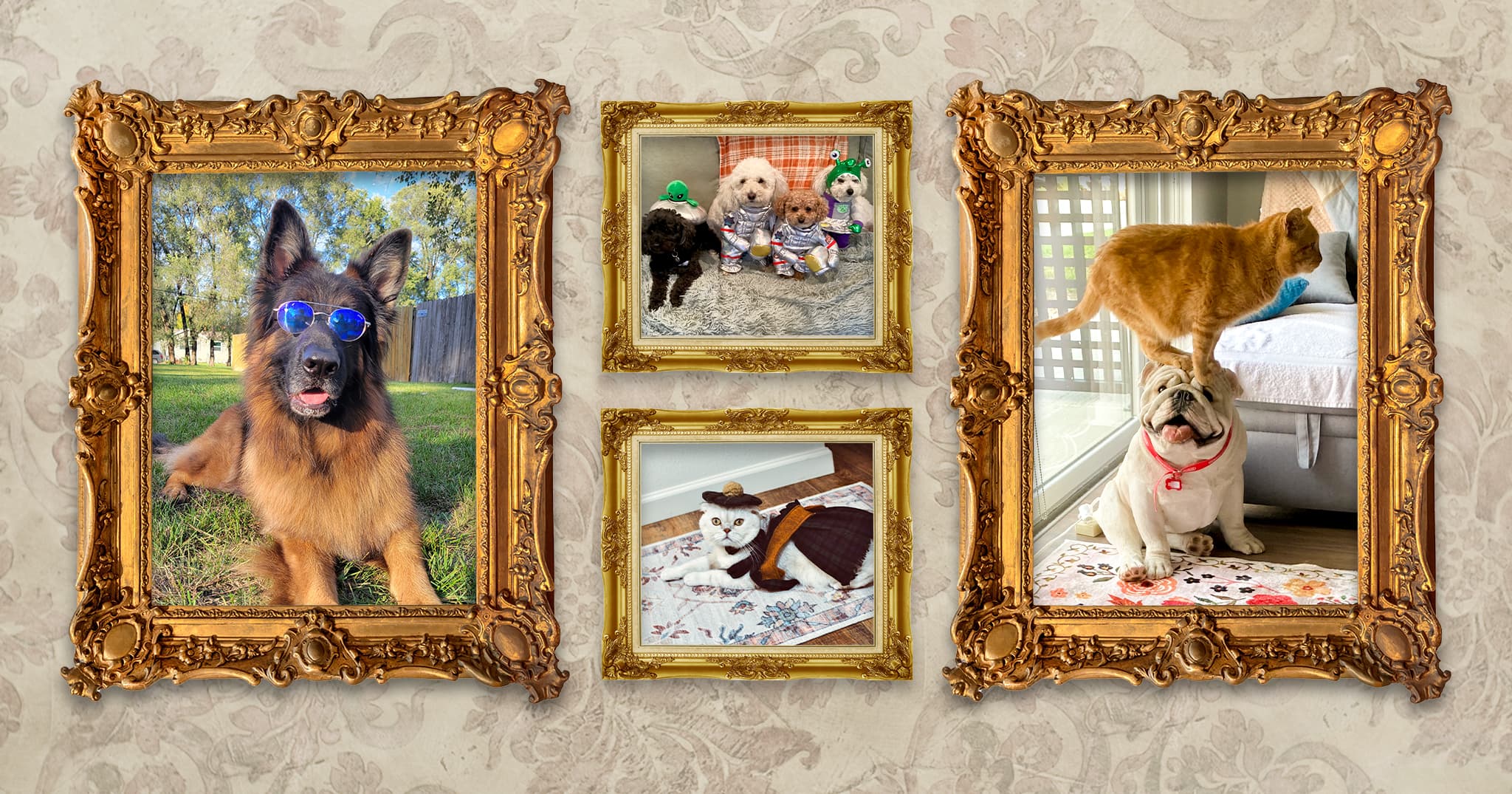A collage of four pet portraits in gold frames on a decorative wallpaper background, featuring a German shepherd dog lying in the grass wearing blue sunglasses, four small dogs wearing outer space-themed Halloween costumes, a white cat wearing a costume and small hat, and a white English bulldog sitting patiently on the floor while an orange tabby cat stands on its head.