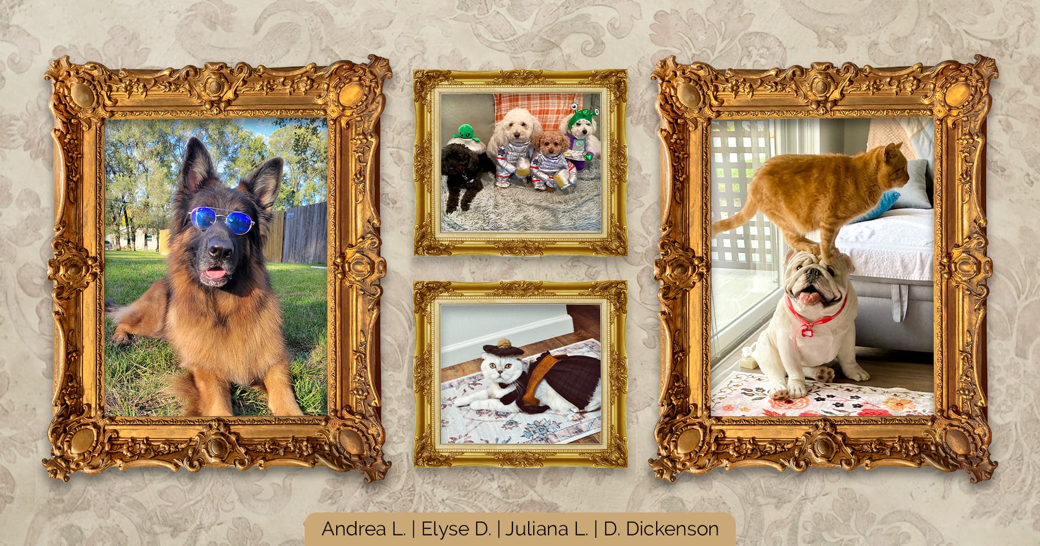 A collage of four pet portraits in gold frames on a decorative wallpaper background, featuring a German shepherd dog lying in the grass wearing blue sunglasses, four small dogs wearing outer space-themed Halloween costumes, a white cat wearing a costume and small hat, and a white English bulldog sitting patiently on the floor while an orange tabby cat stands on its head.