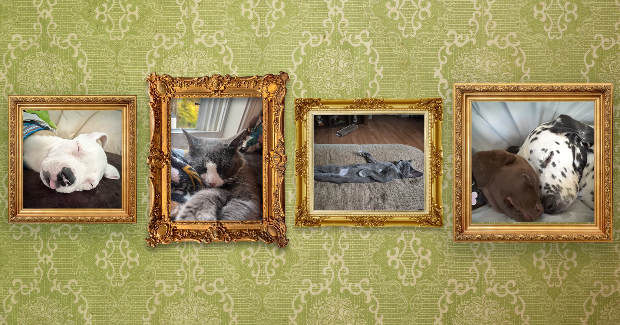 A collage of four pet portraits in gold frames on a green wallpaper background, featuring a sleeping white dog, a sleeping gray and white cat, a gray and white cat sleeping on its back, and a small brown puppy sleeping next to a Dalmatian dog.