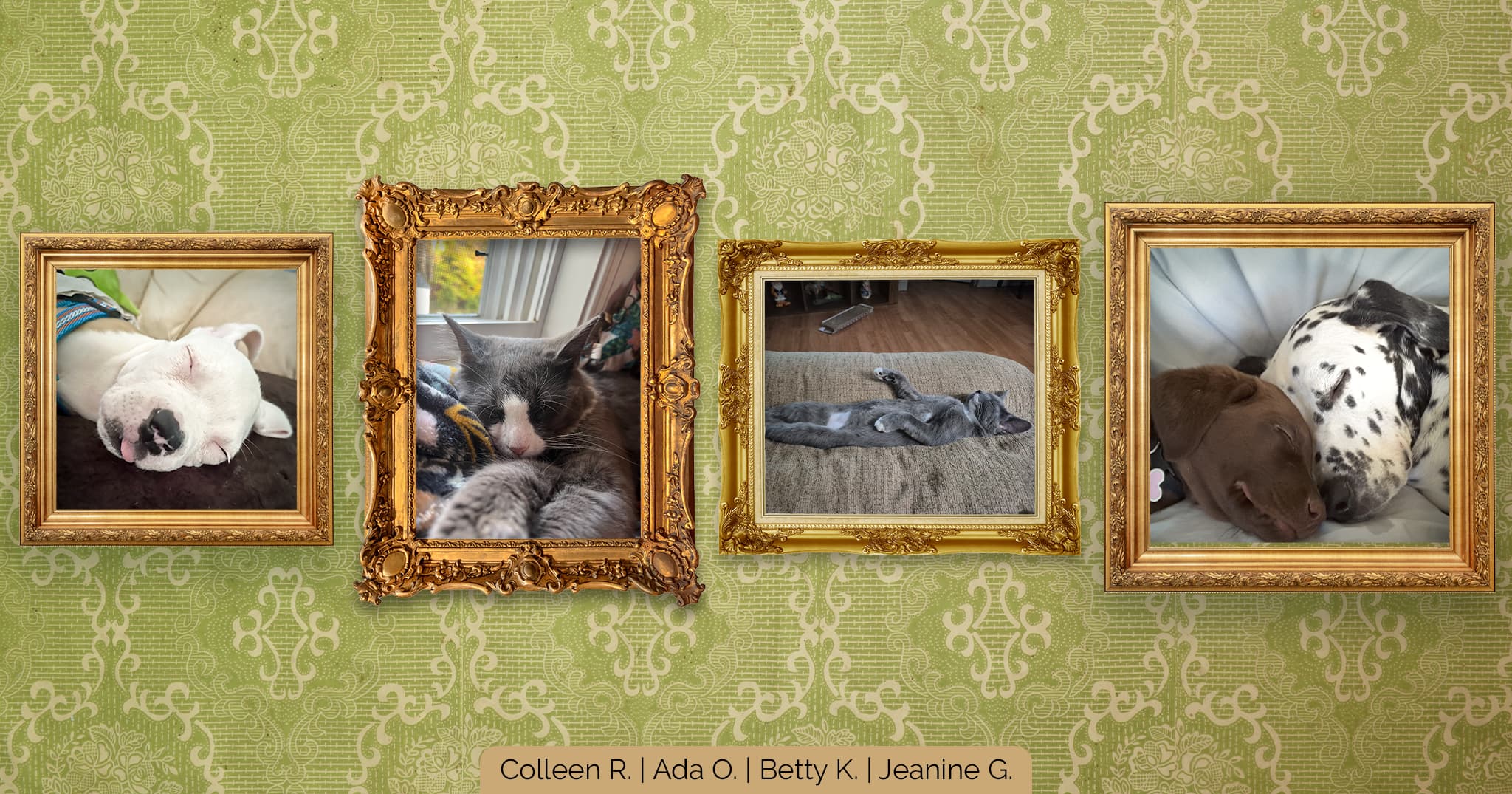 A collage of four pet portraits in gold frames on a green wallpaper background, featuring a sleeping white dog, a sleeping gray and white cat, a gray and white cat sleeping on its back, and a small brown puppy sleeping next to a Dalmatian dog.