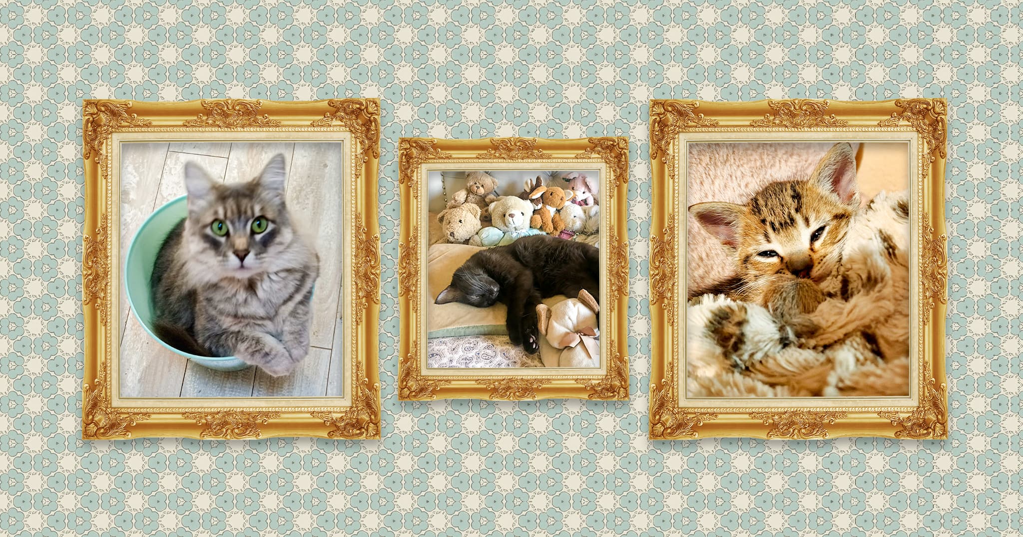 A collage of three cat portraits in gold frames on a light blue patterned wallpaper background, featuring a black and gray cat sitting in a bucket, a black cat sleeping on a pillow with stuffed animals and a small orange and black kitten nestled in a fluffy blanket.
