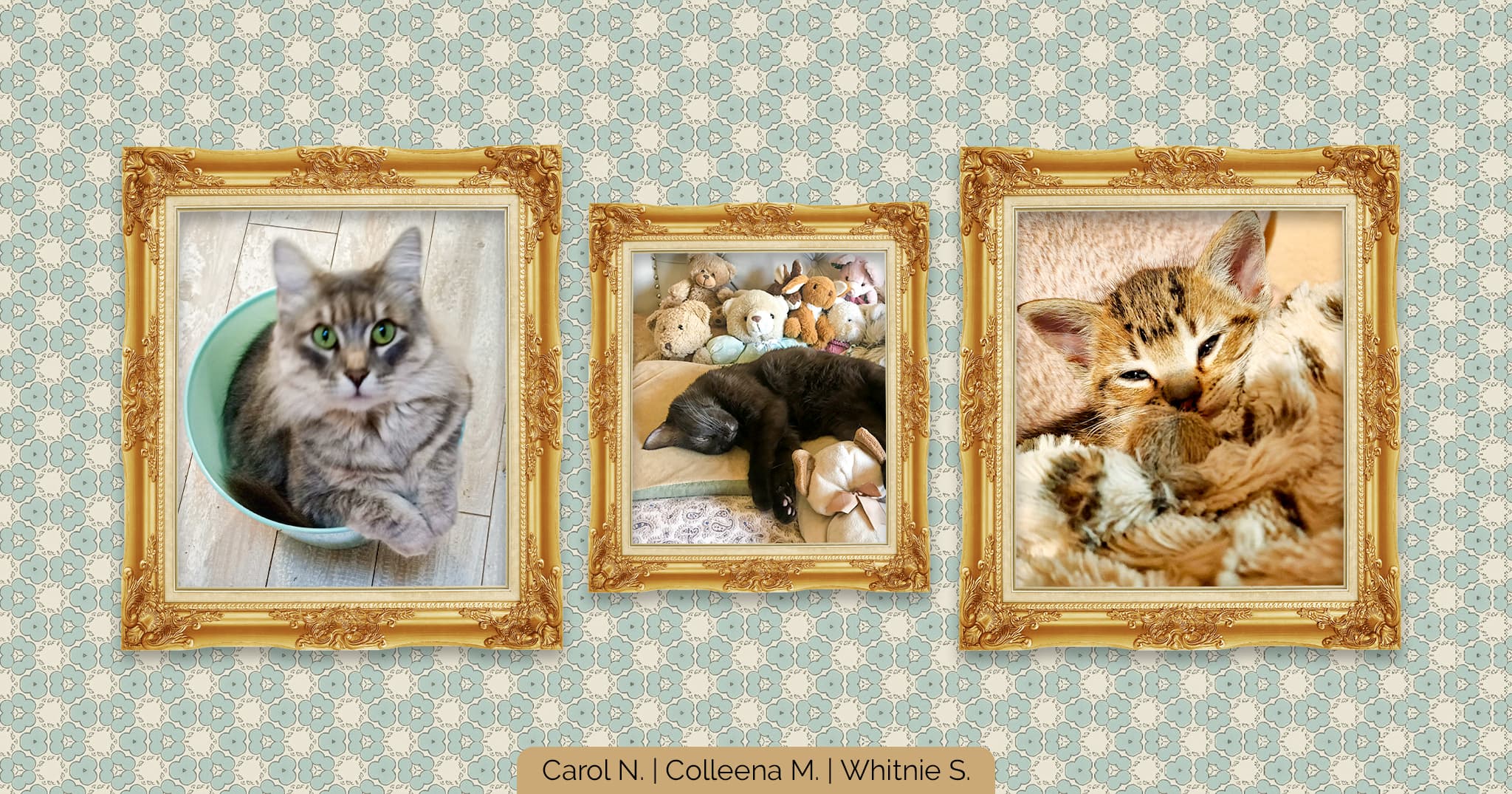 A collage of three cat portraits in gold frames on a light blue patterned wallpaper background, featuring a black and gray cat sitting in a bucket, a black cat sleeping on a pillow with stuffed animals and a small orange and black kitten nestled in a fluffy blanket.