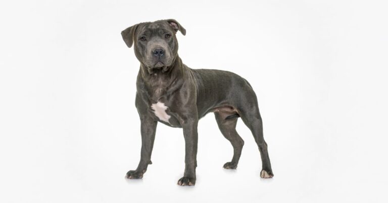 A gray American pit bull terrier standing on a white background.