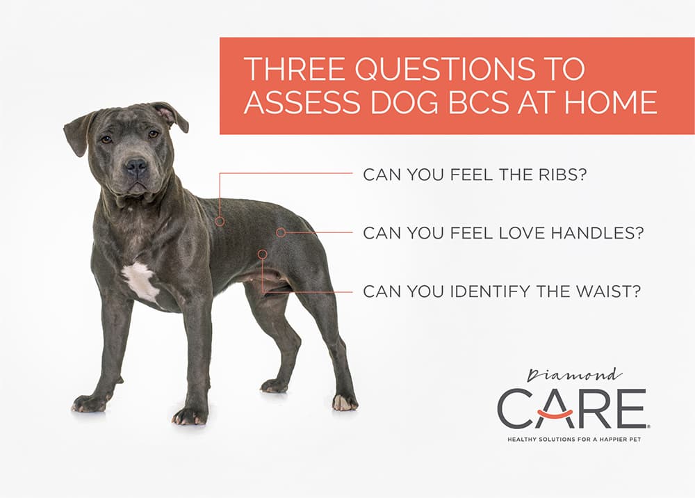 An interior graphic titled 'Three Questions to Assess Dog BCS at Home' overlying a gray American pit bull, with three questions asking, 'Can you feel the ribs?', 'Can you feel love handles?', and 'Can you identify the waist?', with each question pointing to the relevant area on the dog's body.