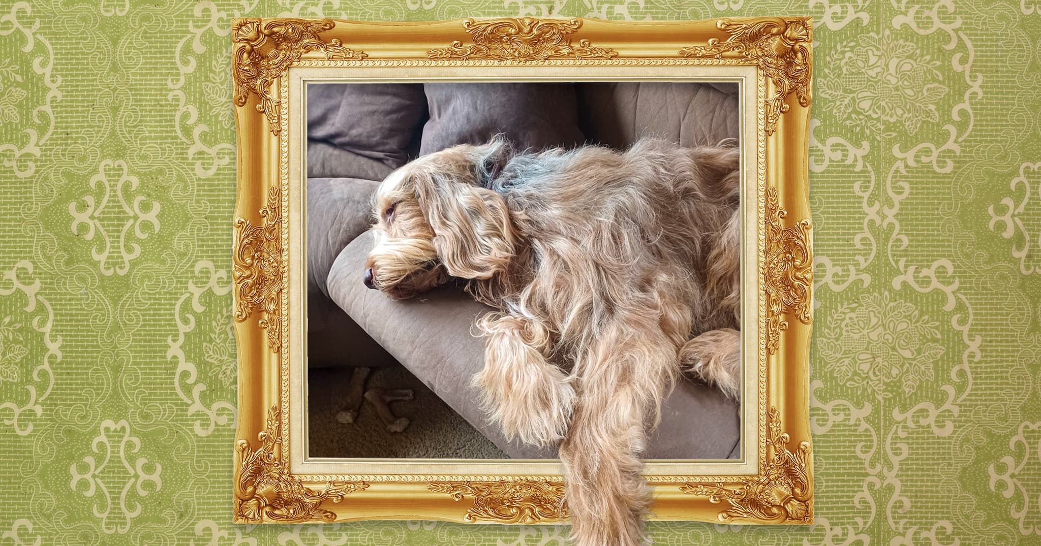 A portrait in a gold frame on green wallpaper depicting a shaggy tan dog sleeping on a brown couch.