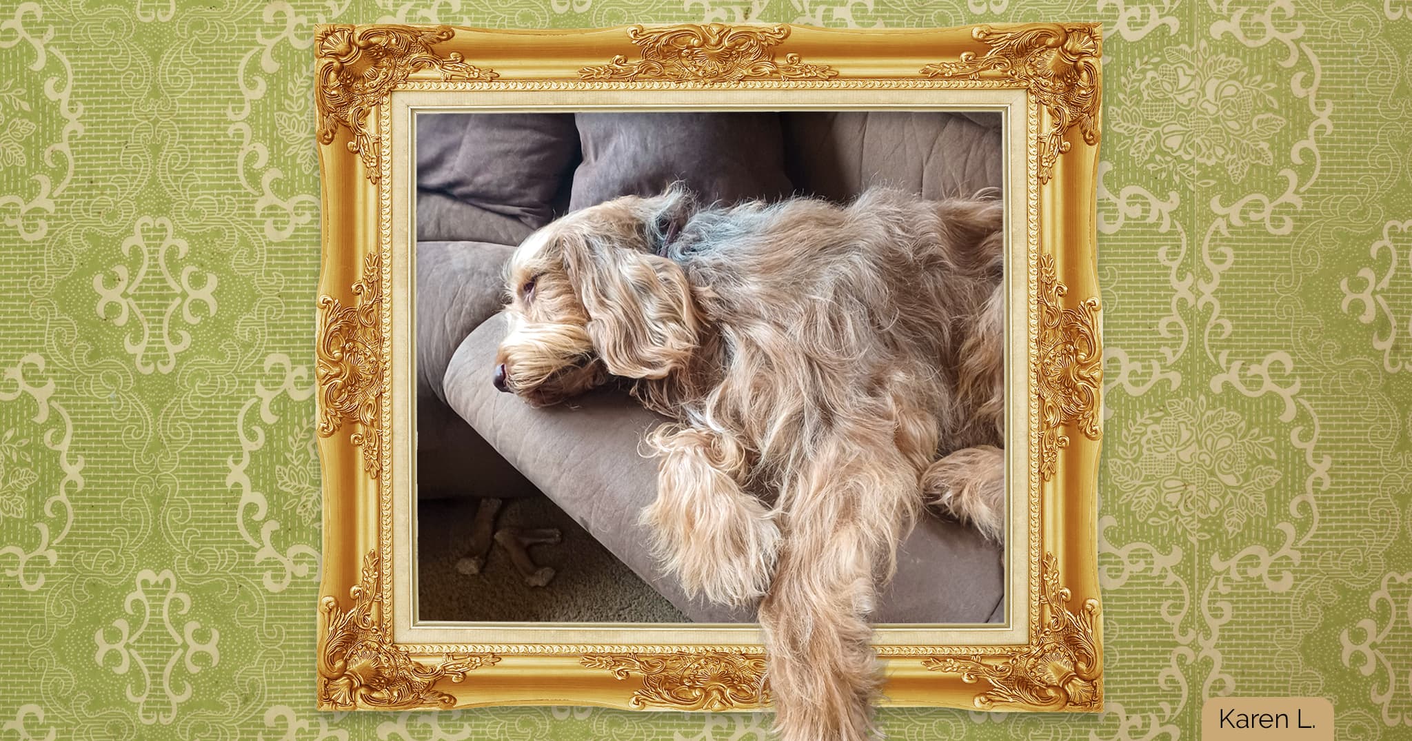 A portrait in a gold frame on green wallpaper depicting a shaggy tan dog sleeping on a brown couch.