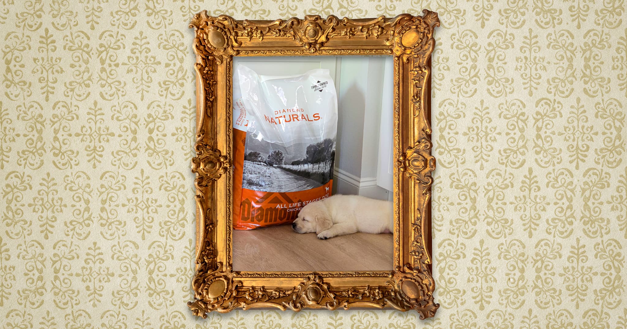 A portrait in a gold frame depicting a small white puppy sleeping next to a large bag of Diamond Naturals All Life Stages Chicken & Rice Formula dog food on a wooden floor.