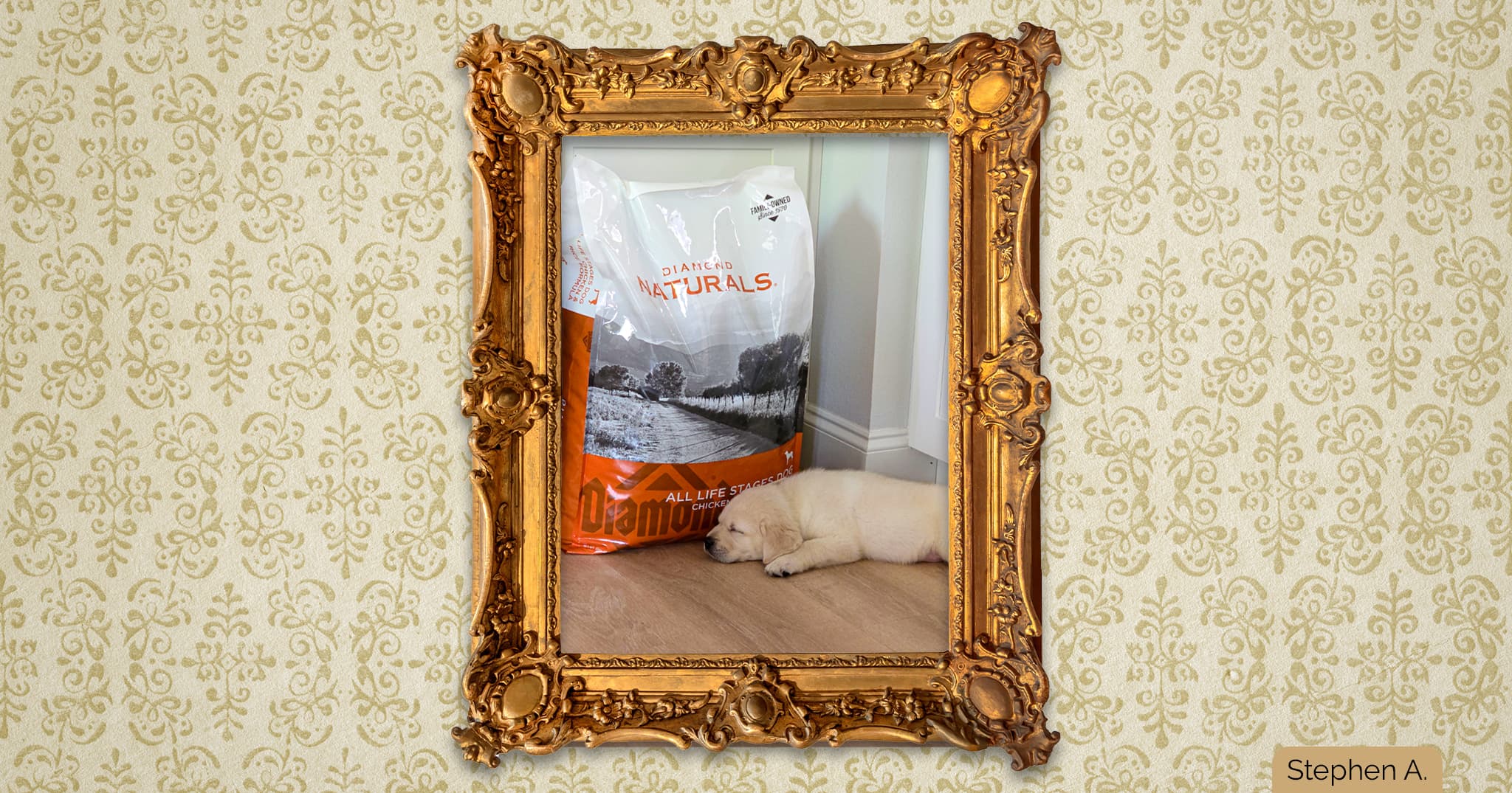 A portrait in a gold frame depicting a small white puppy sleeping next to a large bag of Diamond Naturals All Life Stages Chicken & Rice Formula dog food on a wooden floor.