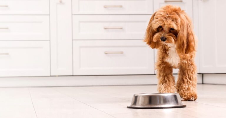 A small brown and white dog looking down at an empty metal food bowl on a kitchen floor.