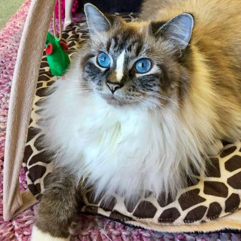 A tan and white long-haired cat with bright blue eyes sitting on a brown and white patterned cat bed staring at hanging cat toys.