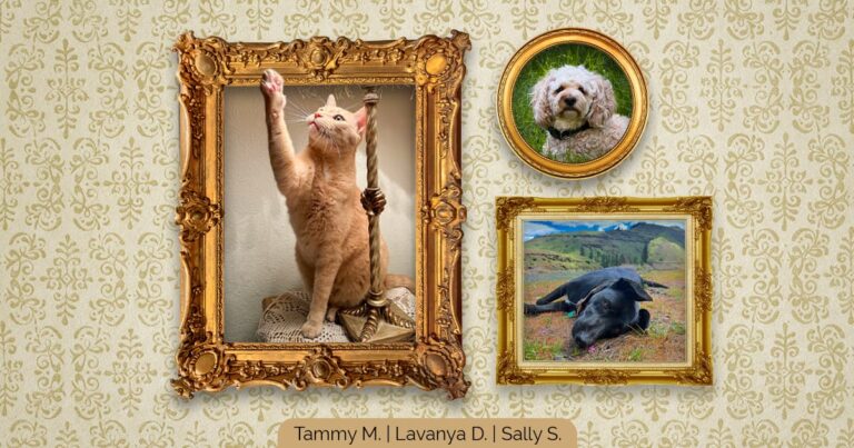 Three pet portraits in gold frames on a decorative gold wallpaper depicting a cat with its paw raised, a fluffy white dog in a circular frame and a black dog lying in a green landscape.