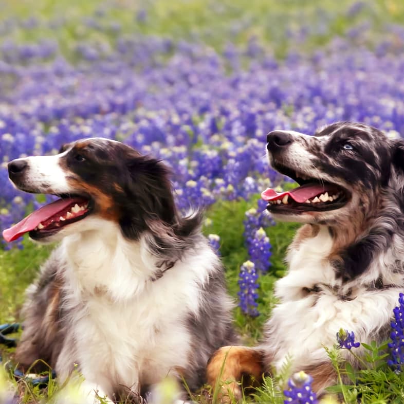 Two black, white and tan dogs sitting together in a field of vibrant purple wildflowers.