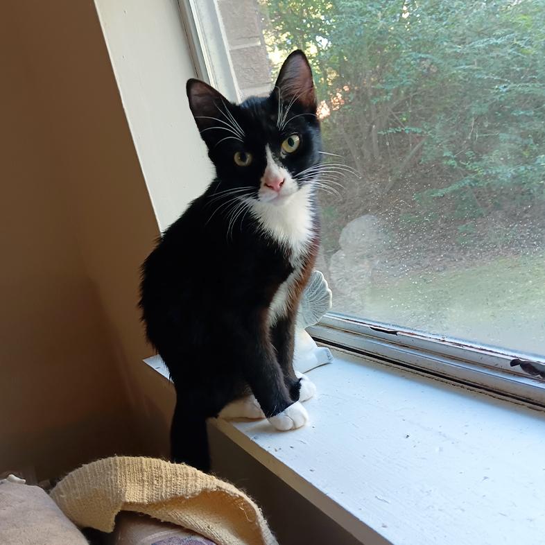 A black American shorthair cat with a white chest and paws sitting on a window sill.