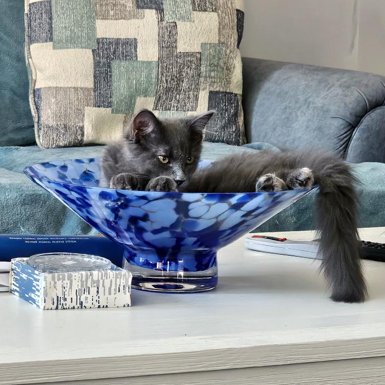 A black long-haired nebelung cat curled up inside a decorative blue and white glass bowl on a white coffee table.