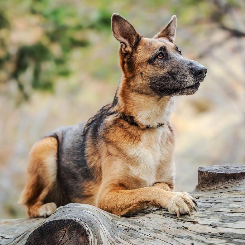 A black and tan German shepherd dog lying on a large, weathered fallen log in the woods.