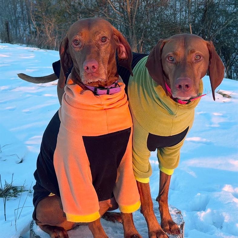 A brown vizsla dog wearing an orange jacket next to another brown vizsla dog wearing a green jacket while sitting on a wooden stump outside surrounded by snow.