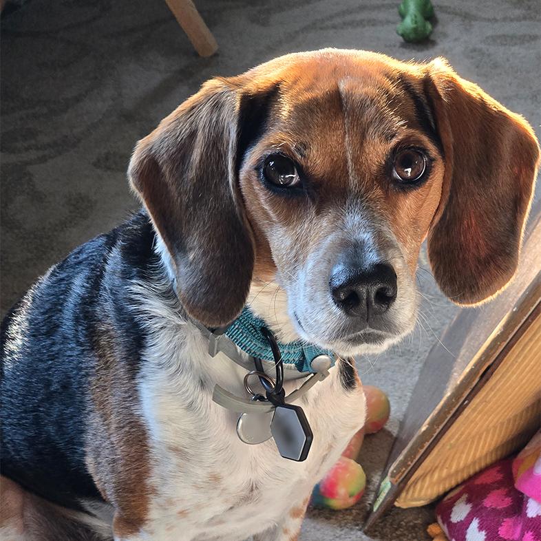A close-up of a black, tan and white beagle sitting on the floor near some dog toys.