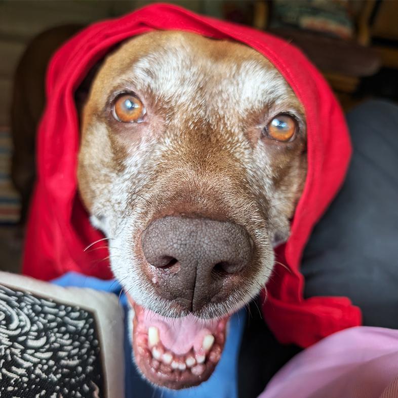 A close-up of a brown Labrador retriever with a gray nose smiling with a red shirt draped over its head.