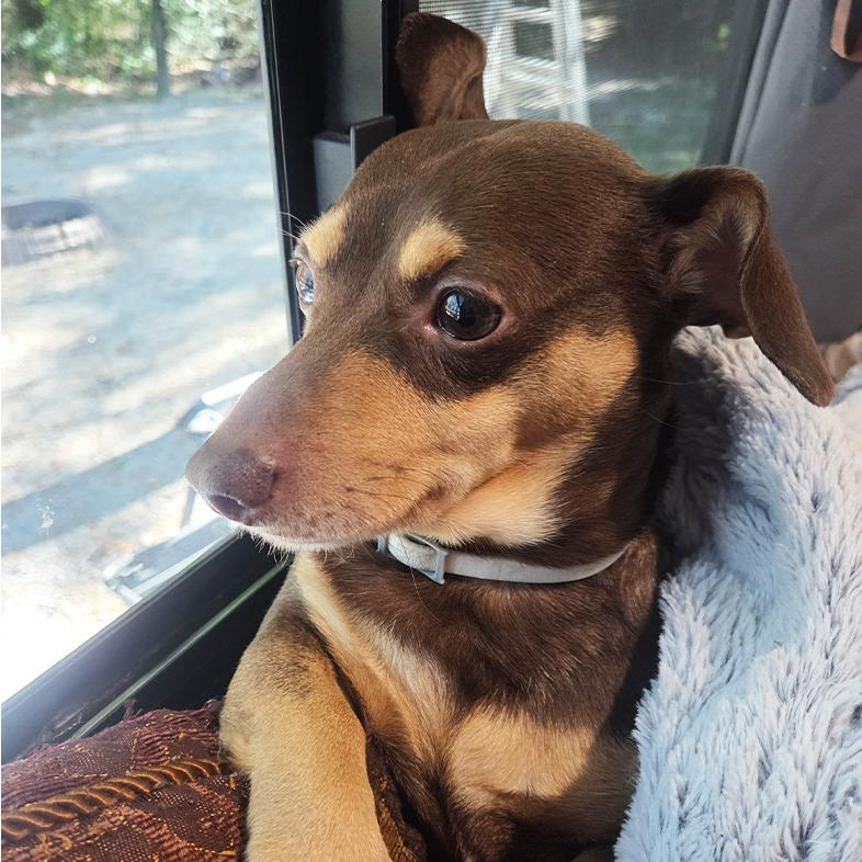 A close-up of a brown and tan dachshund puppy sitting comfortably between two soft pillows while looking out a window.