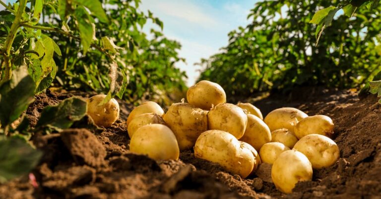 A close-up of freshly harvested light brown potatoes lying on dark, rich soil between rows of green potato plants.