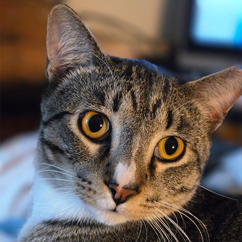 A close-up of a gray, white and black American shorthair cat with yellow eyes and long white whiskers.
