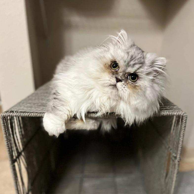 A close-up of a gray and white Persian cat sitting comfortably on top of a gray wicker basket.