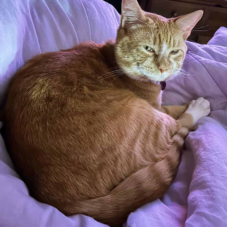 A close-up of an orange and white tabby cat lying curled up on a large purple blanket.