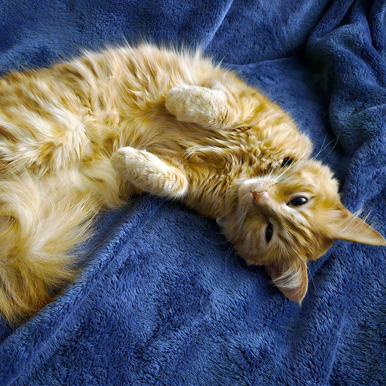 A close-up of an orange domestic medium-hair cat lying curled up on its back on a navy blue blanket.