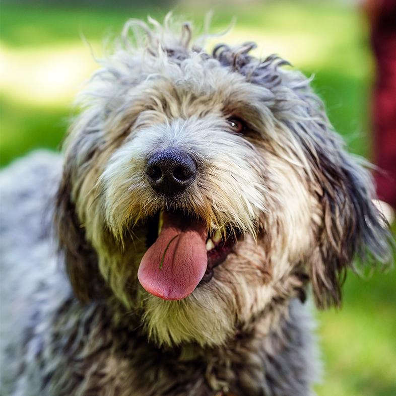 A close-up of a shaggy gray and white dog with its tongue hanging out, standing outside in a grassy area.