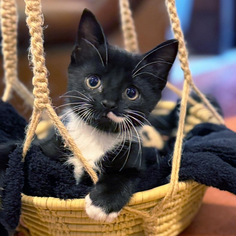 A close-up of a small black and white American shorthair cat sitting comfortably in a hanging woven basket.