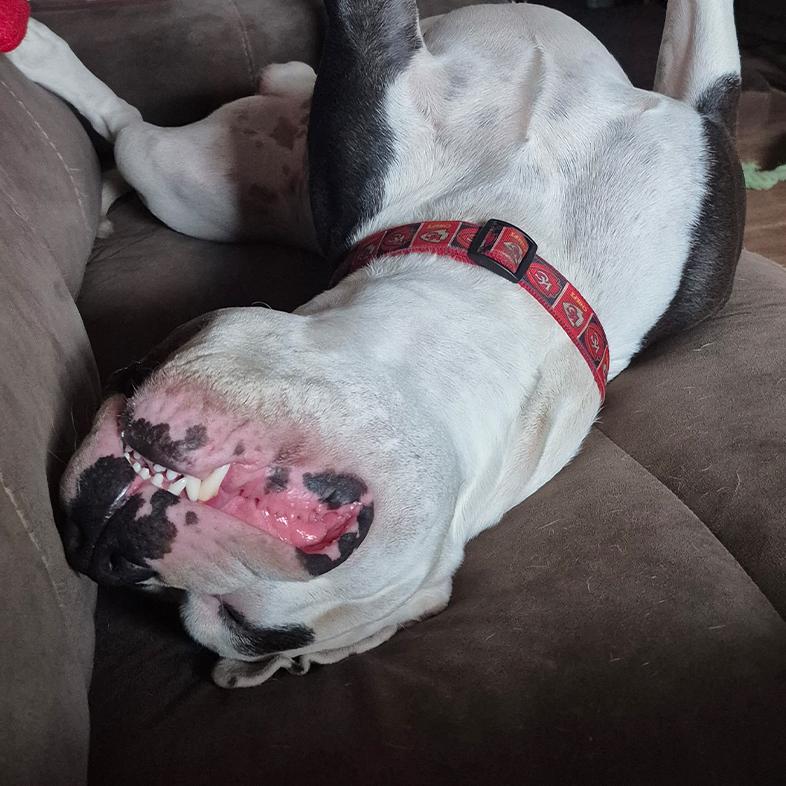 A close-up of a white and black American pit bull terrier lying on its back on a brown couch in a playful pose.