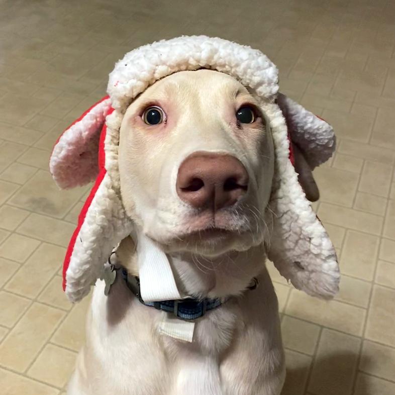 A close-up of a white Labrador retriever sitting on the floor of a kitchen wearing a fluffy red and white Christmas hat.