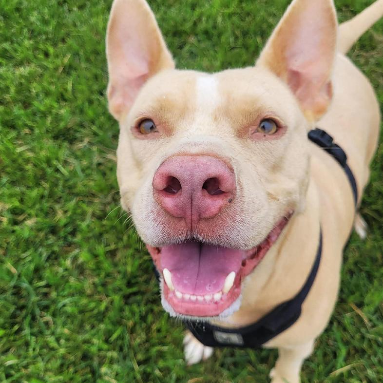 A close-up of a white and tan American Staffordshire terrier wearing a black harness while standing outside in green grass.