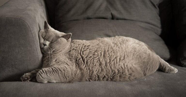 A gray fluffy cat sleeping comfortably on a couch.