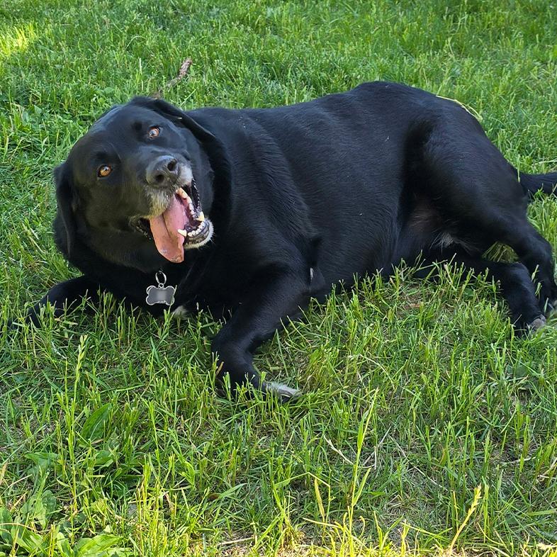 A large black Labrador retriever with its tongue out lying outside in green grass.