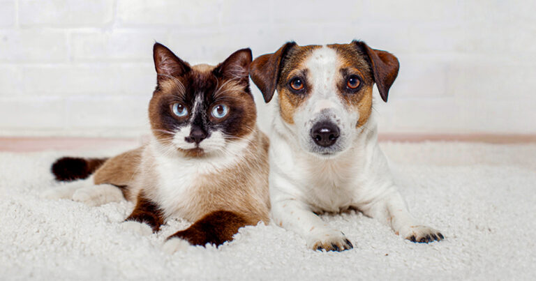 A light brown and white cat with blue eyes lying comfortably next to a tan and white Jack Russell terrier on a fluffy white rug.