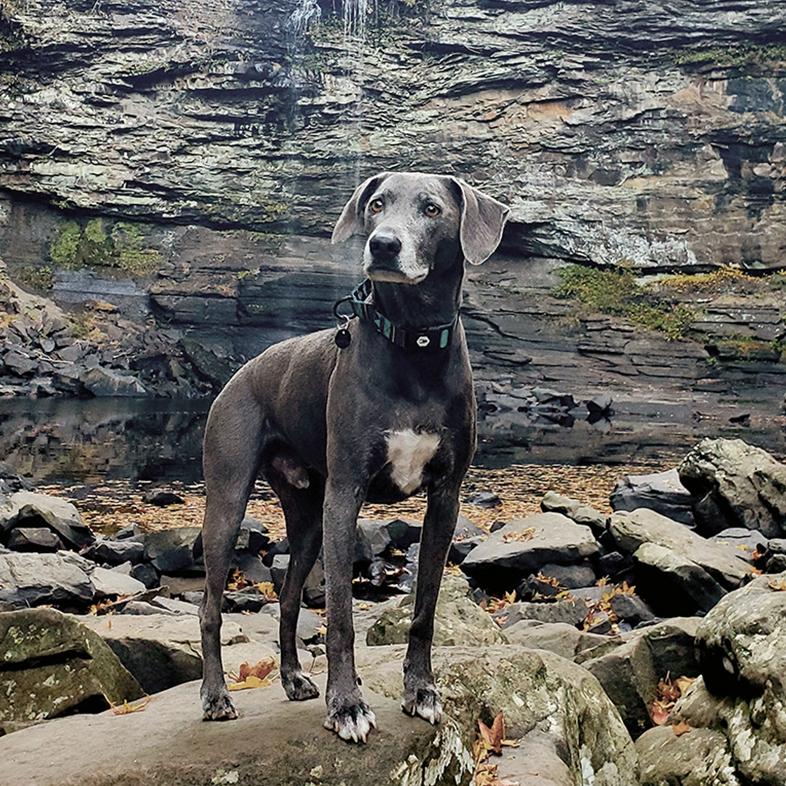 A short-haired black dog with a white chest patch standing on a rocky ledge in front of a tall, tiered rock face and a thin waterfall.