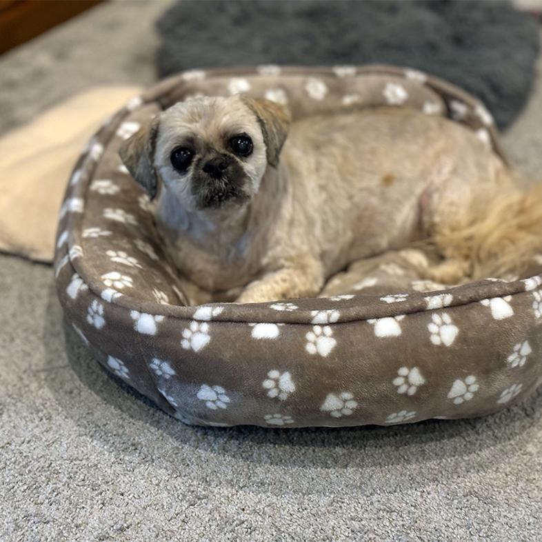 A small gray shih tzu dog lying on a brown dog bed decorated with white pawprints.