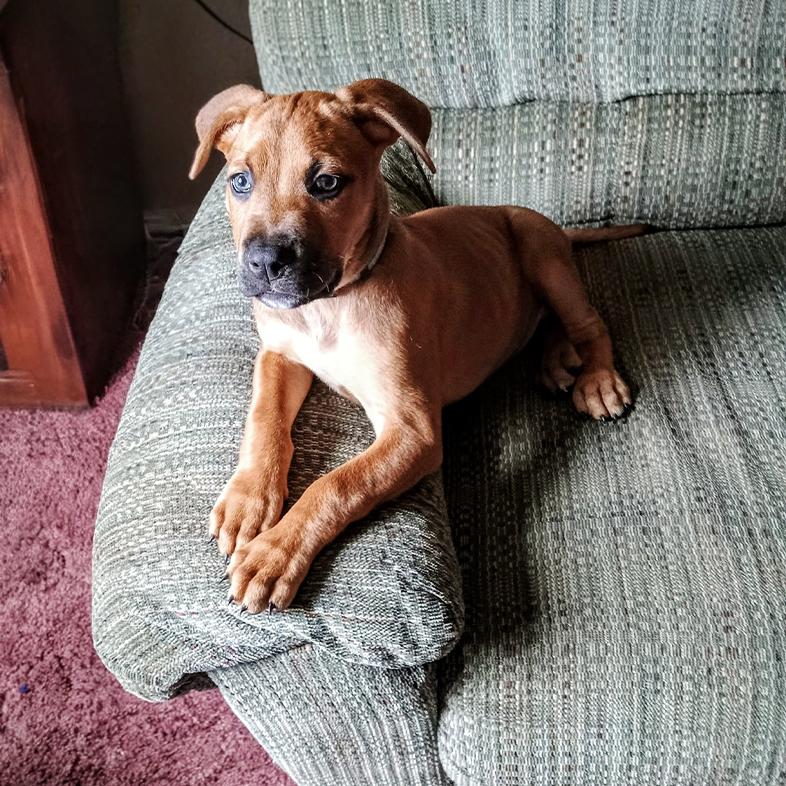 A small tan puppy sitting with its two front paws up on the arm of a couch.