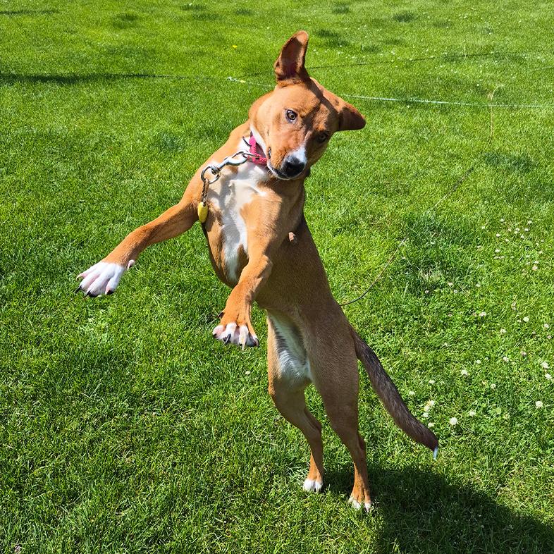 A tan and white dog jumping through the air in a park on a sunny day.