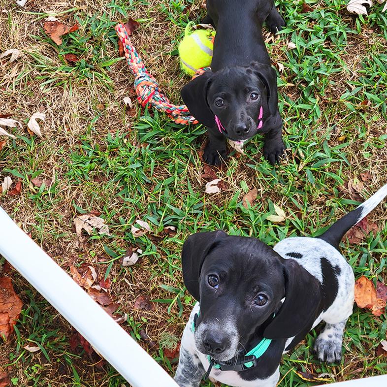Two small puppies, one solid black and one black-and-white spotted, playing together in a grassy yard scattered with dog toys.