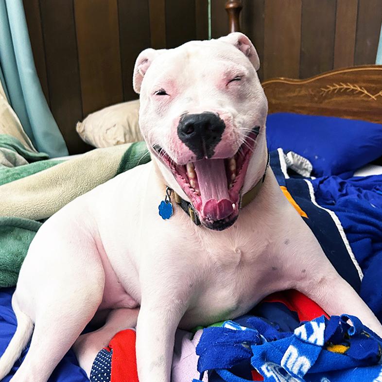 A white American pit bull terrier smiling while lying comfortably a pile of blankets.