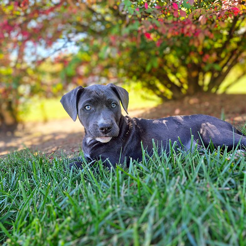 A young cane corso puppy lying in green grass outside with brightly colored bushes in the background.
