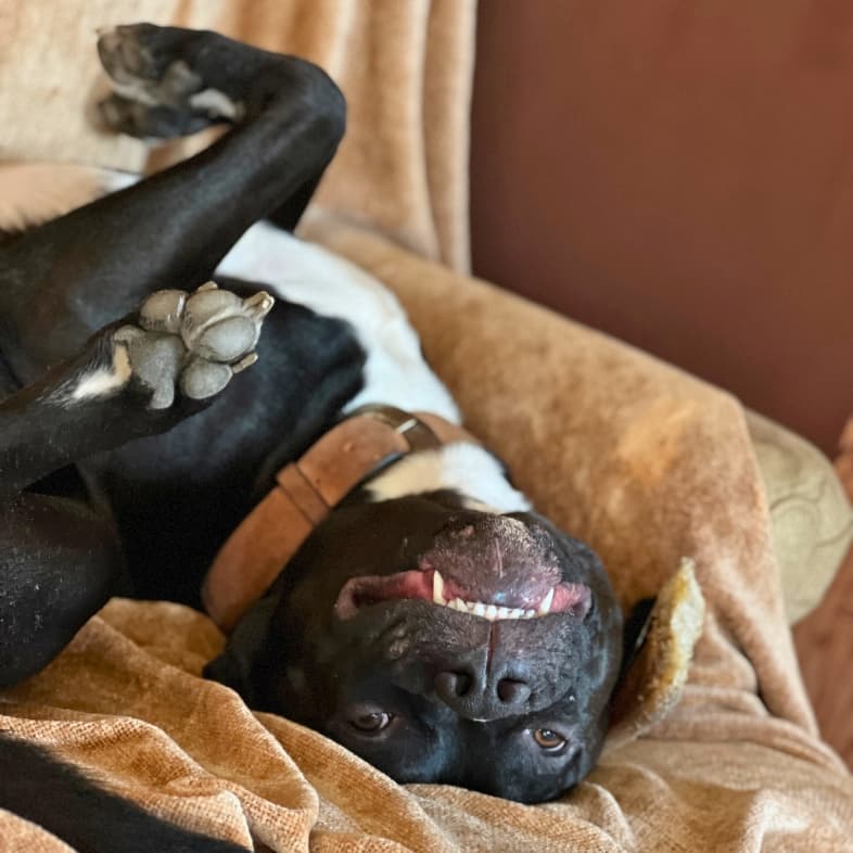 A black-and-white dog wearing a brown collar lying upside down in a goofy pose on brown comfy chair.