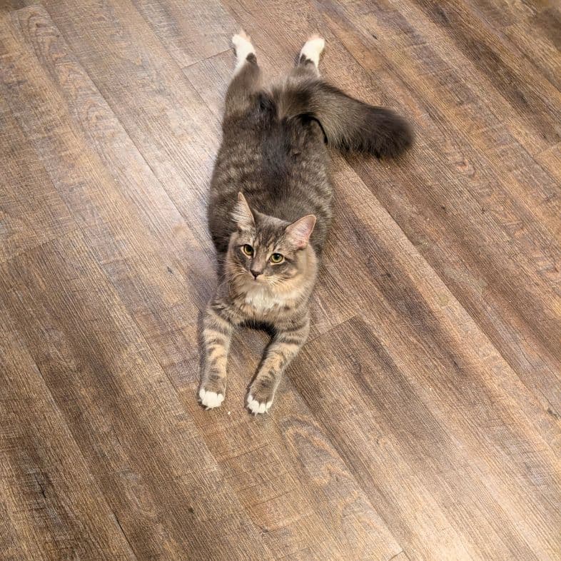 A brown and tan American shorthair cat lying sprawled out on its belly on a hardwood floor.