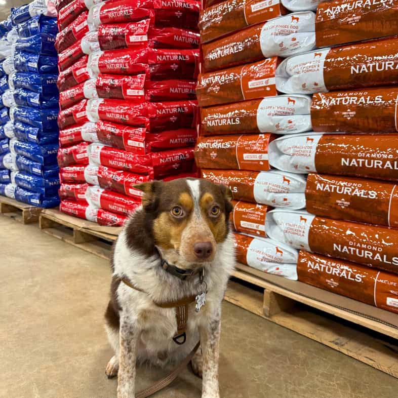 A brown, tan and white Australian cattle dog sitting in front of a pallet of Diamond Naturals All Life Stages Dog Chicken & Rice Formula bags.