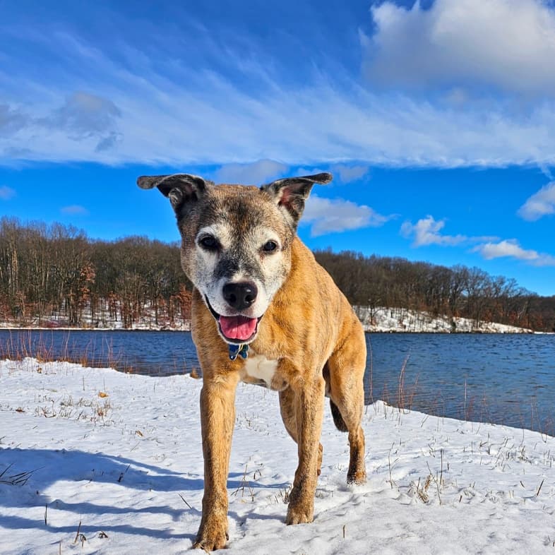 A close-up of a black and tan dog with a graying face walking calmly on white snow near a body of water on a bright sunny day.