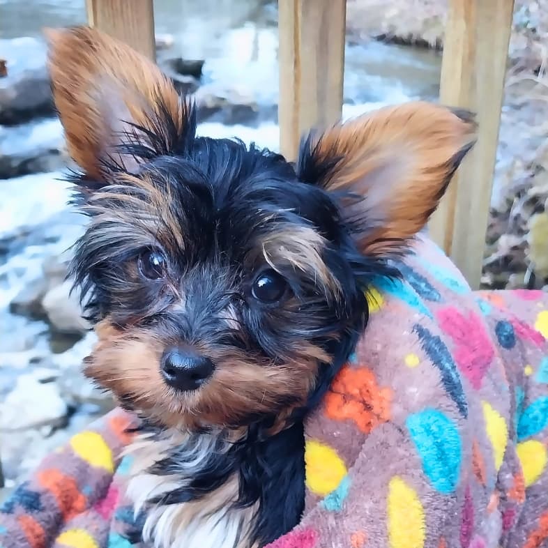 A close-up of a black and tan Yorkshire terrier wrapped up in a brightly colored blanket near a riverbed.