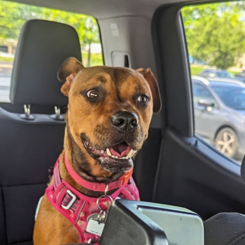 A close-up of a brown and tan dog wearing a pink collar and harness while riding in the back seat of a car.