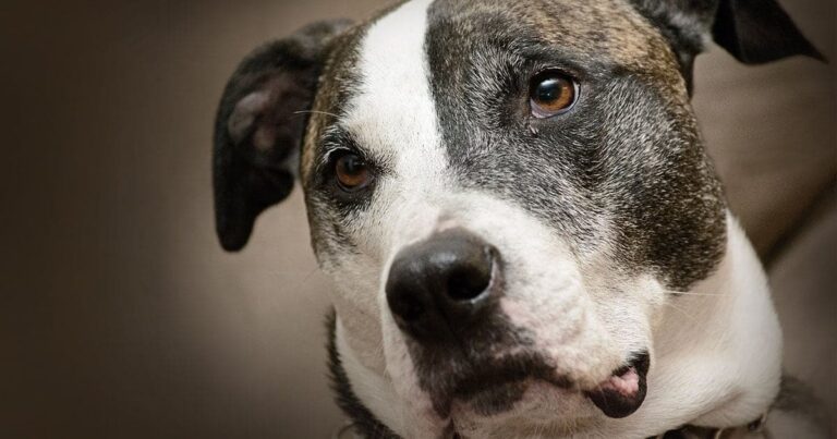 A close-up of a brown and white dog with a gentle gaze.